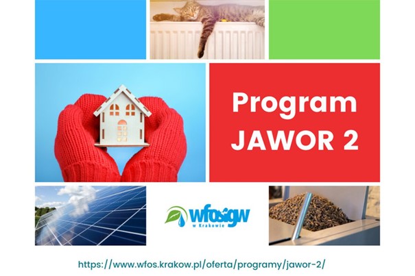 jawor2