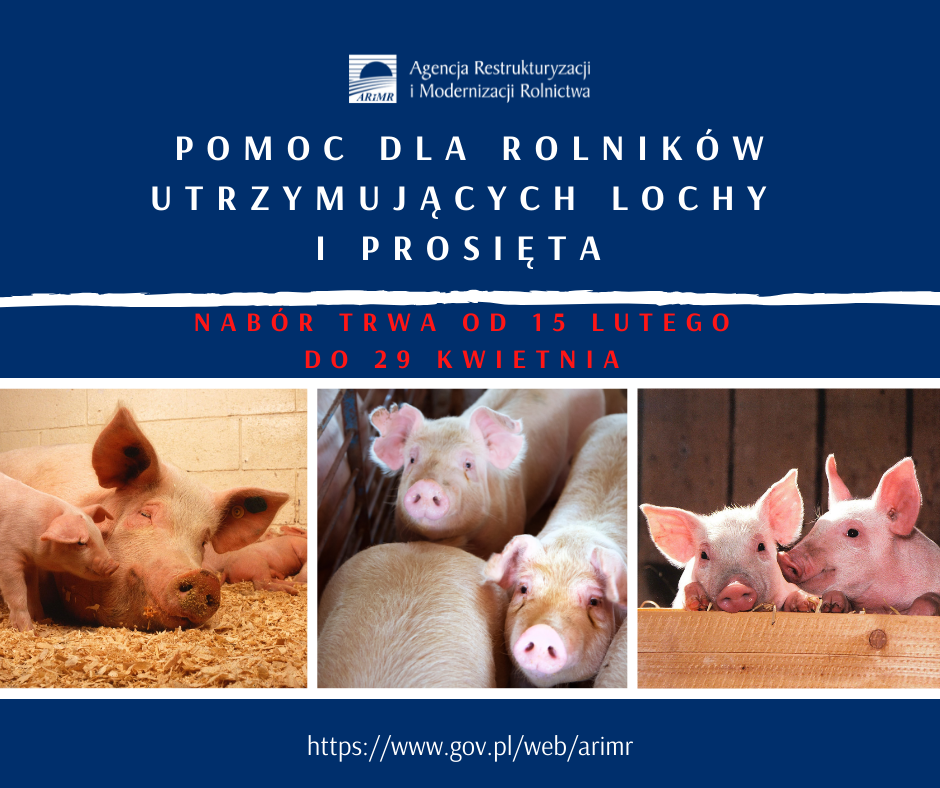 Pomoc dla rolników utrzymujących lochy i prosięta2